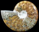 Polished, Agatized Ammonite (Cleoniceras) - Madagascar #54734-1